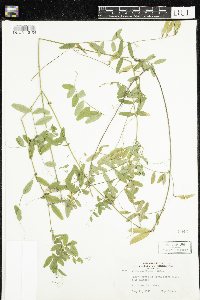 Vicia americana image