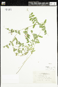 Vicia americana image