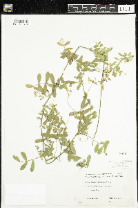 Vicia americana image