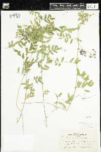 Vicia americana image