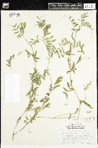 Vicia americana image