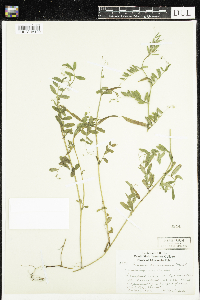 Vicia americana image