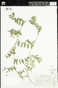 Vicia americana image