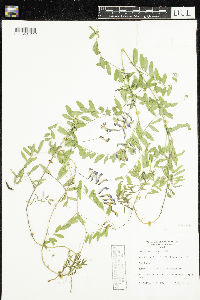 Vicia americana image