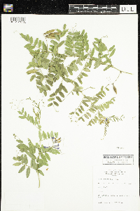 Vicia americana image