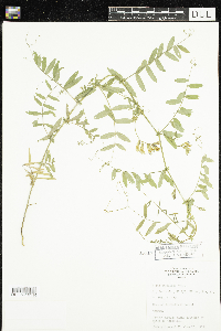 Vicia americana image