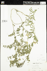 Vicia americana image