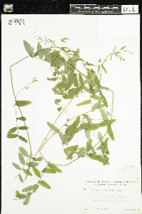 Vicia americana image