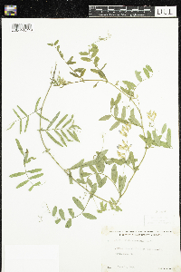Vicia americana image
