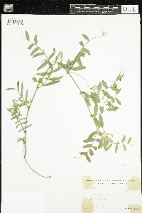 Vicia americana image