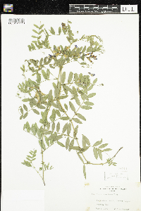 Vicia americana image
