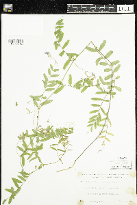 Vicia americana image