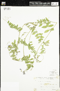 Vicia americana image