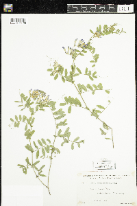 Vicia americana image