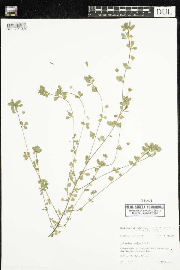 Trifolium dubium image