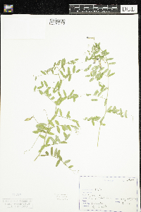 Vicia americana image