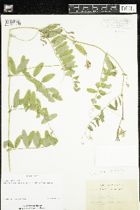 Vicia americana image