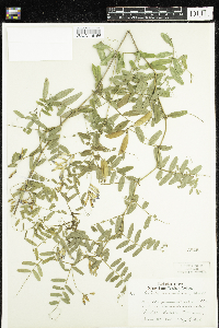Vicia americana image