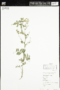 Vicia americana image