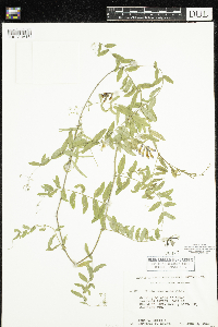 Vicia americana image