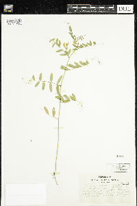 Vicia americana image
