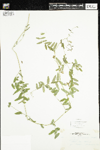 Vicia americana image