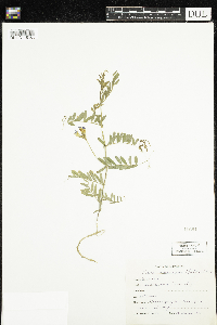 Vicia americana image