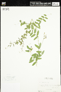Vicia americana image