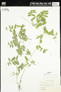 Vicia americana image