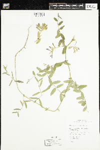 Vicia americana image