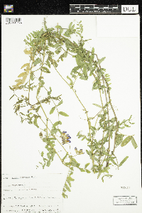 Vicia americana image