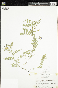 Vicia americana image