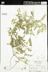 Media resource of Vicia americana