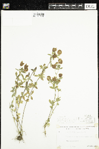 Trifolium aureum image