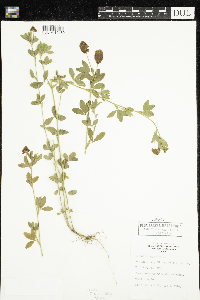 Trifolium aureum image