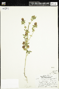 Trifolium aureum image