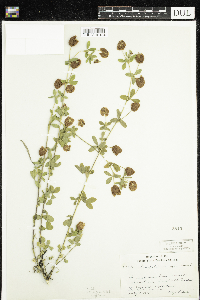 Trifolium aureum image