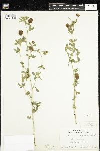 Trifolium aureum image