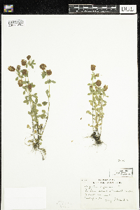 Trifolium aureum image