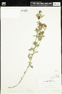 Trifolium aureum image