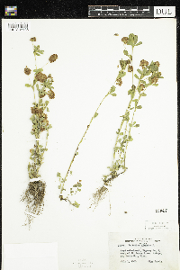 Trifolium aureum image