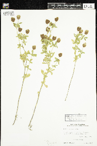 Trifolium aureum image