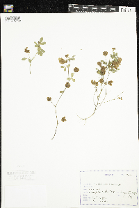 Trifolium aureum image