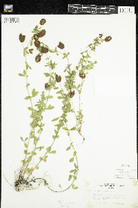 Trifolium aureum image
