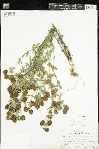 Trifolium aureum image
