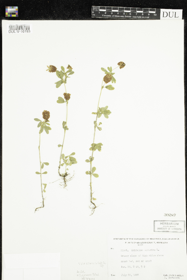 Trifolium aureum image