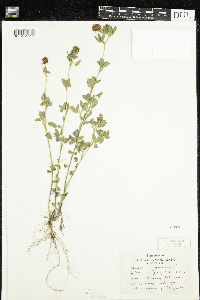 Trifolium aureum image
