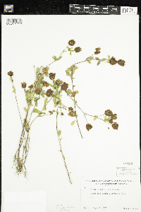 Trifolium aureum image
