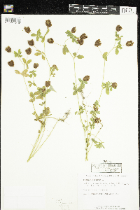 Trifolium aureum image