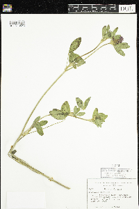 Trifolium pratense image